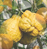 Bergamot Tangerine (Elouera)
