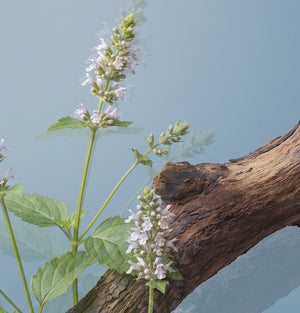 Patchouli Sandalwood (Aqua + Earth)