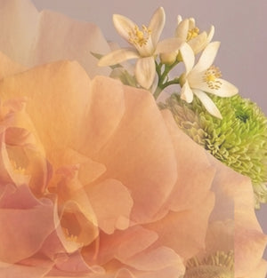 Rose Neroli (Wandearah)